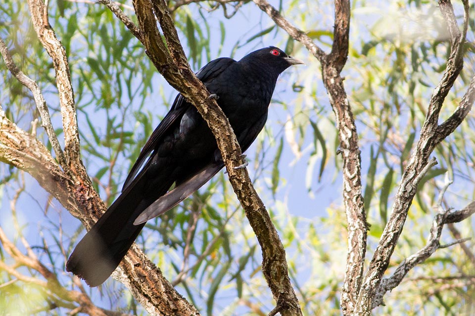 Eastern Koel (Eudynamys orientalis)